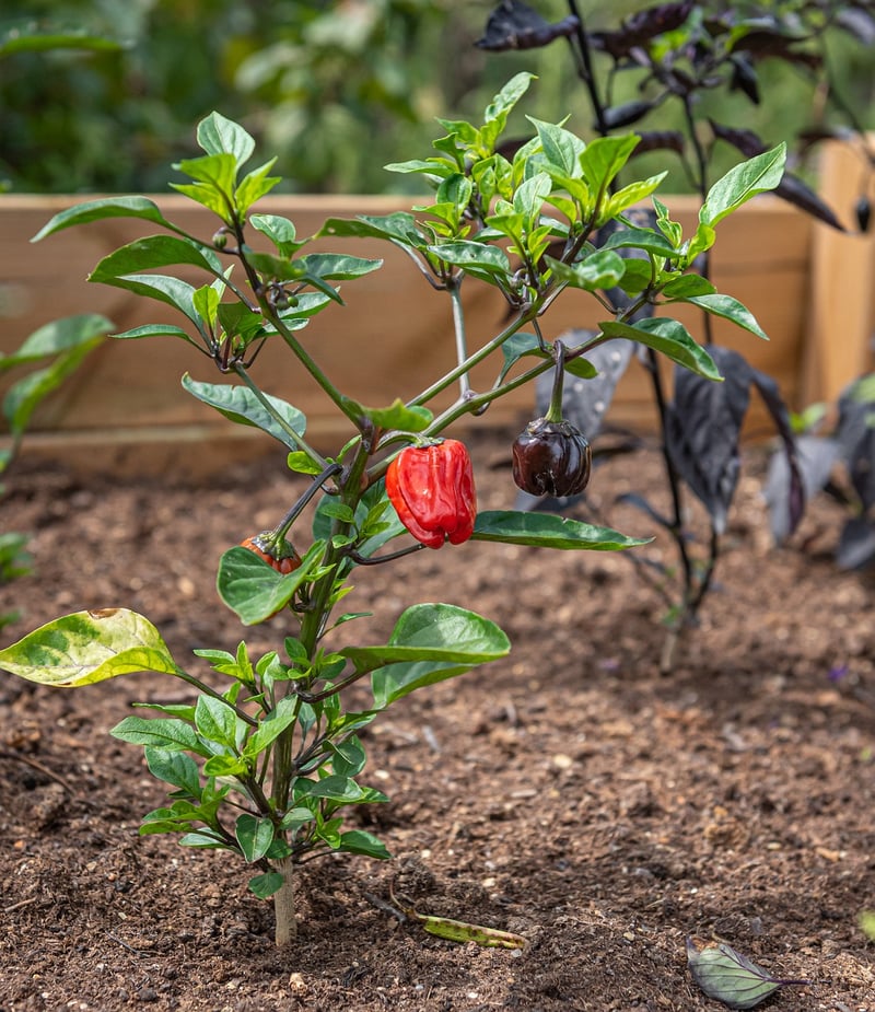 Raised Beds