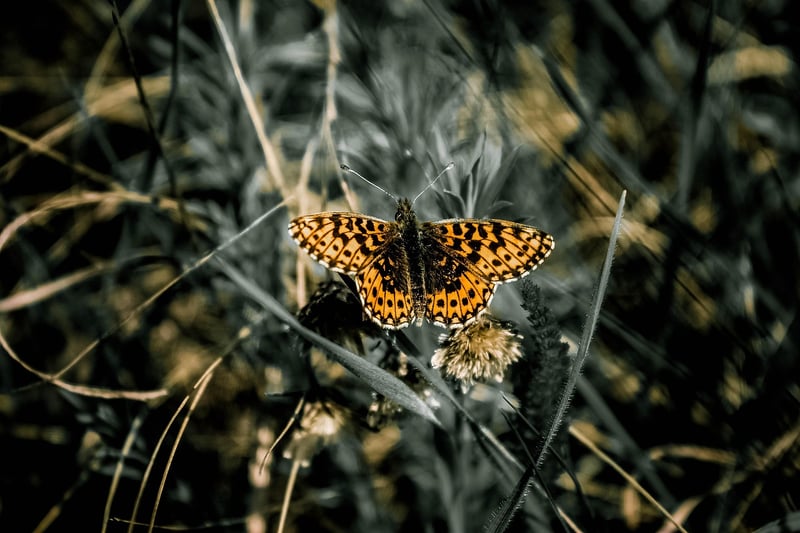 Beneficial Insects